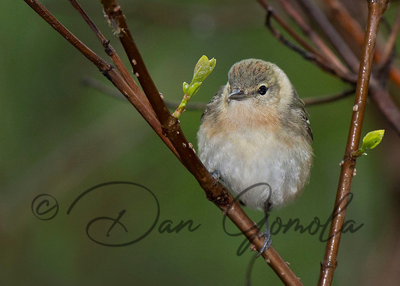 Bay-breasted Warbler