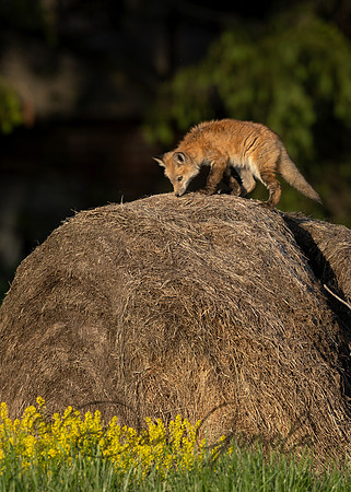 Red Fox