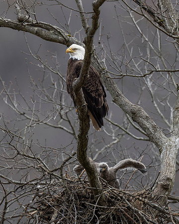 Bald Eagle