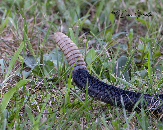Timber Rattlesnake