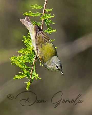 Tennessee Warbler