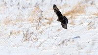 Rough-legged Hawk
