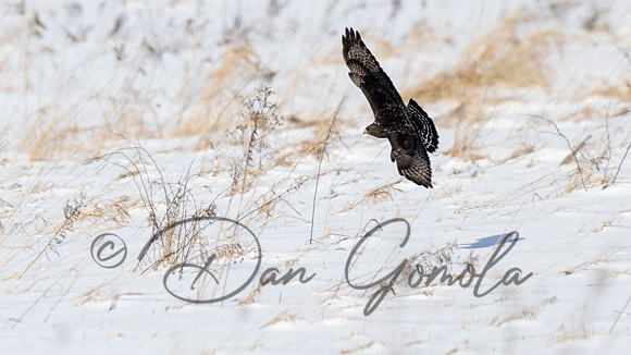 Rough-legged Hawk