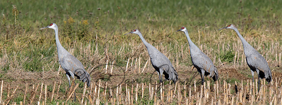 Sandhill Crane