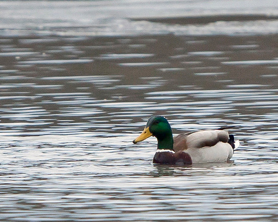 Mallard Duck