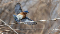 Eastern Bluebird