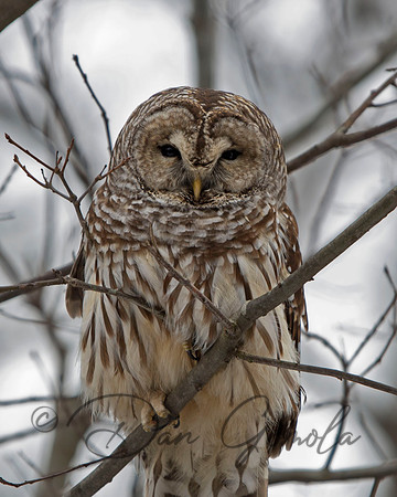 Barred Owl