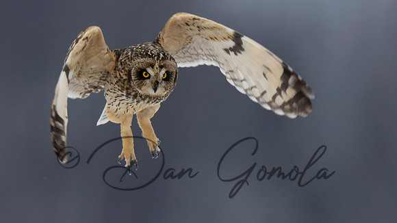 Short-eared Owl