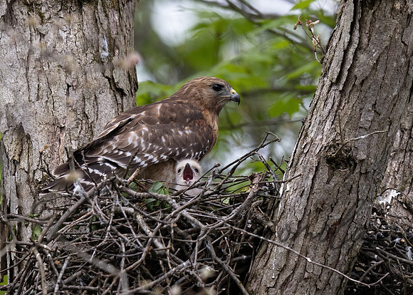 Red-shouldered Hawk