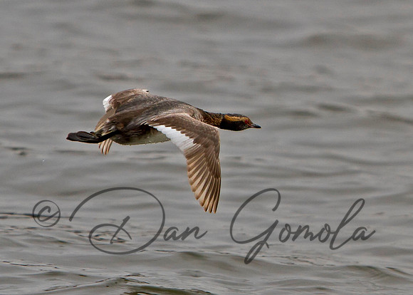 Horned Grebe (male)