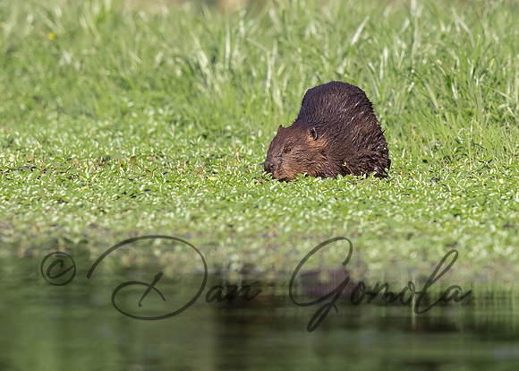 Beaver