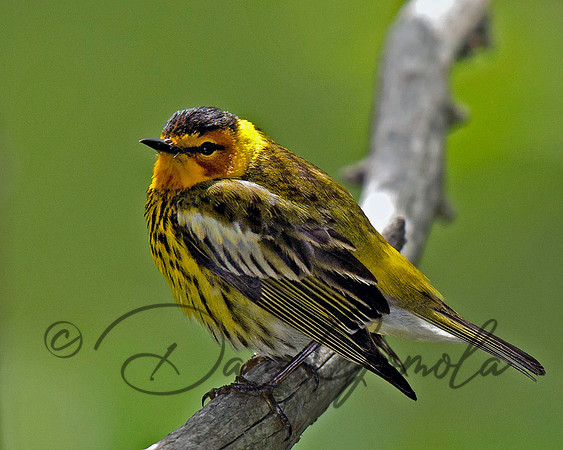 Cape May Warbler