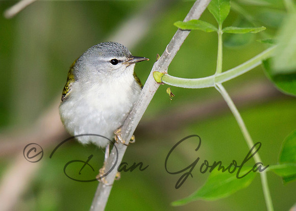 Tennessee Warbler