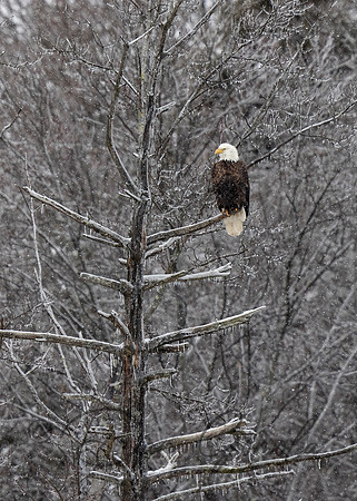 Bald Eagle
