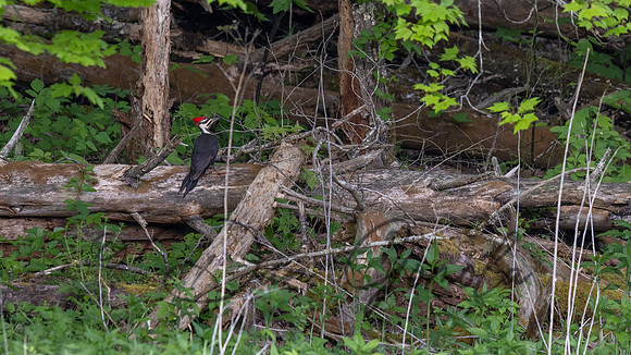 Pileated Woodpecker