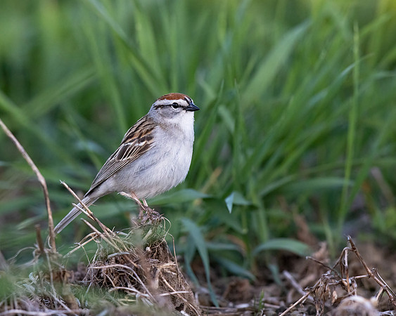 Chipping Sparrow
