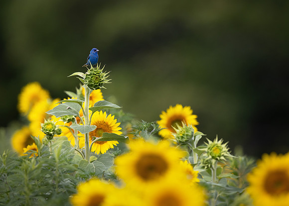 Indigo Bunting