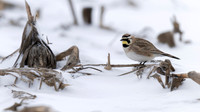 Horned Lark