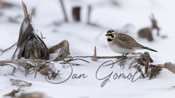 Horned Lark