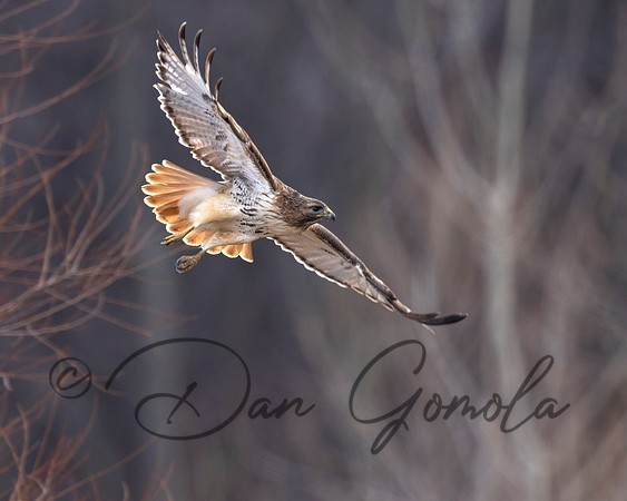 Red-tailed Hawk