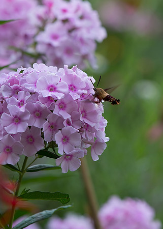 Sphinx Moth