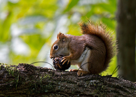 Red Squirrel