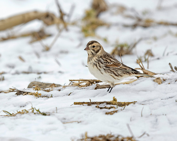 Lapland Longspur