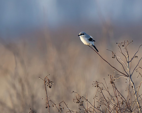 Northern Shrike