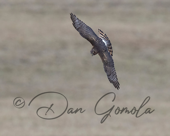Northern Harrier