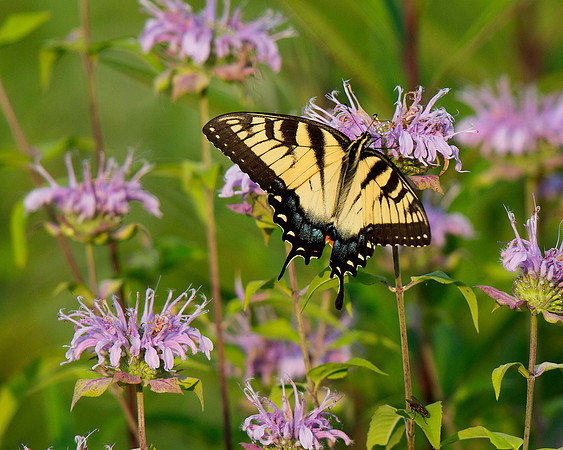 Tiger Swallowtail