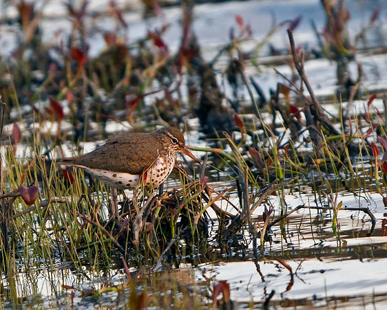 Spotted Sandpiper