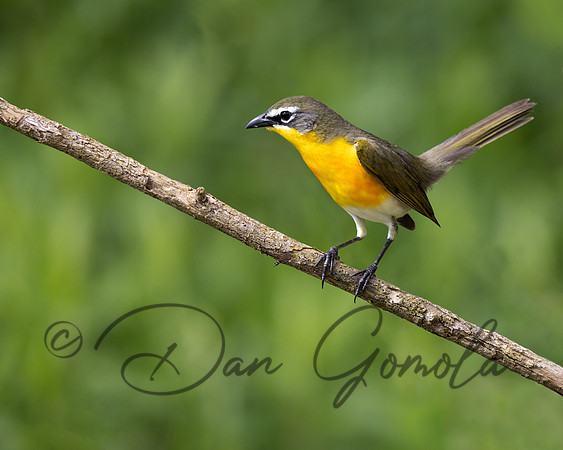Yellow-breasted Chat
