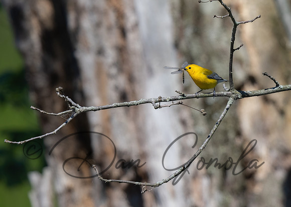 Prothonotary Warbler