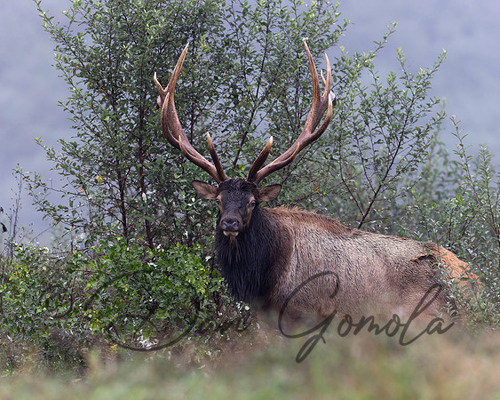 PA Elk (October, 2024)
