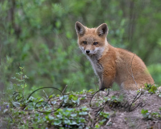 Red Fox