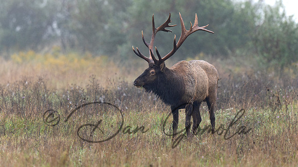 PA Elk (October, 2024)