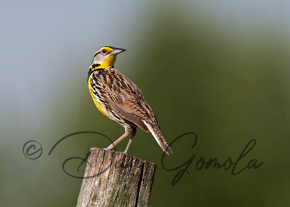 Eastern Meadowlark