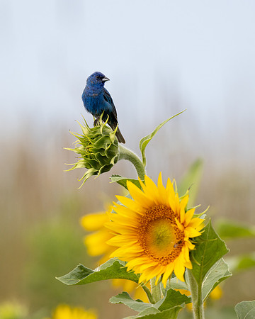 Indigo Bunting