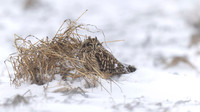 Short-eared Owl