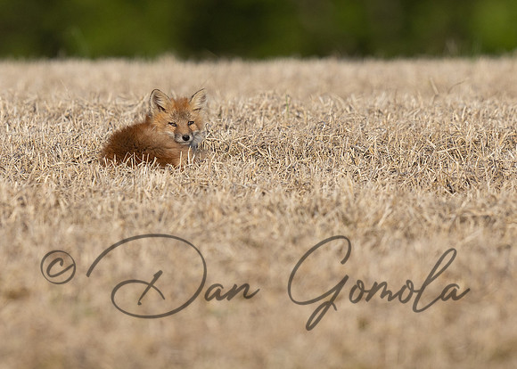 Red Fox