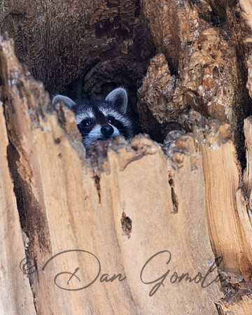 Raccoon