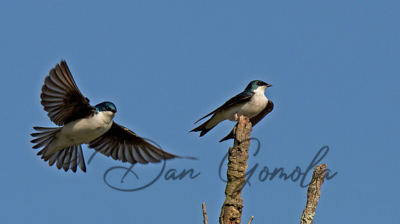 Tree Swallow