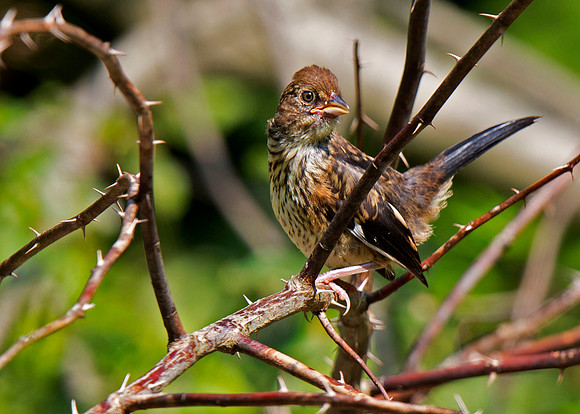 Eastern Towhee