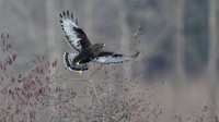 Rough-legged Hawk