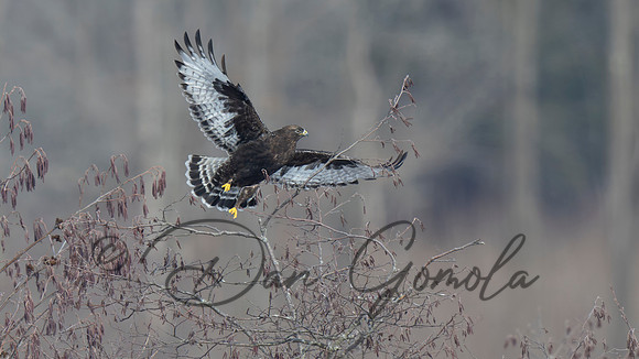 Rough-legged Hawk