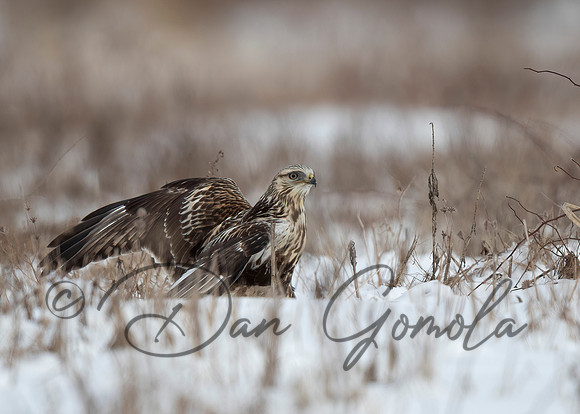 Rough-legged Hawk