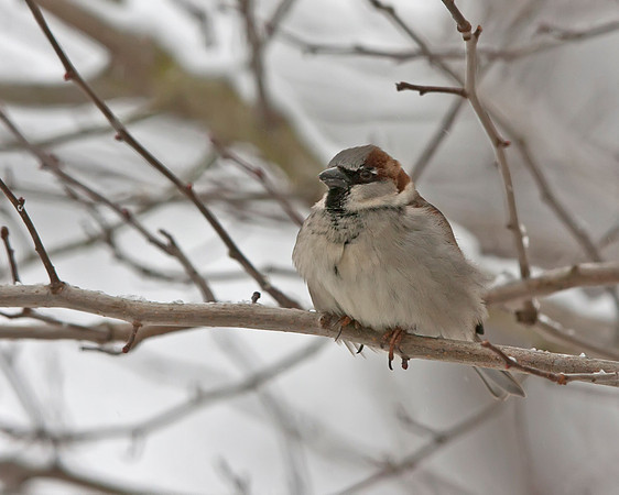House Sparrow