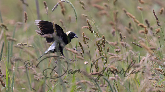 Bobolink