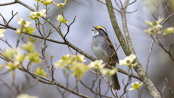 White-throated Sparrow