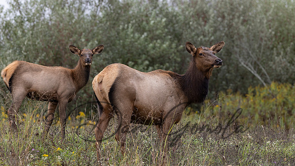 PA Elk (October, 2024)